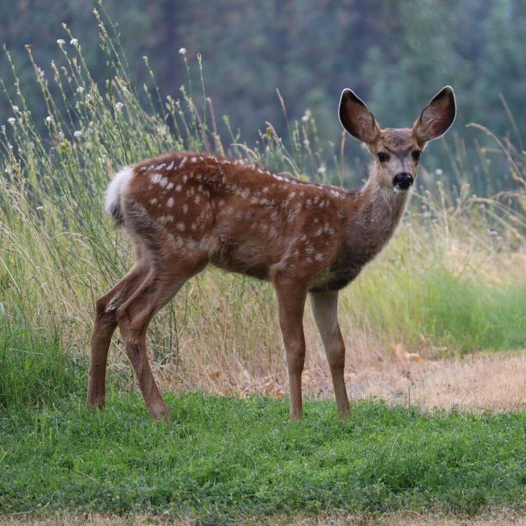 Deer at the Berkeley Castle Estate