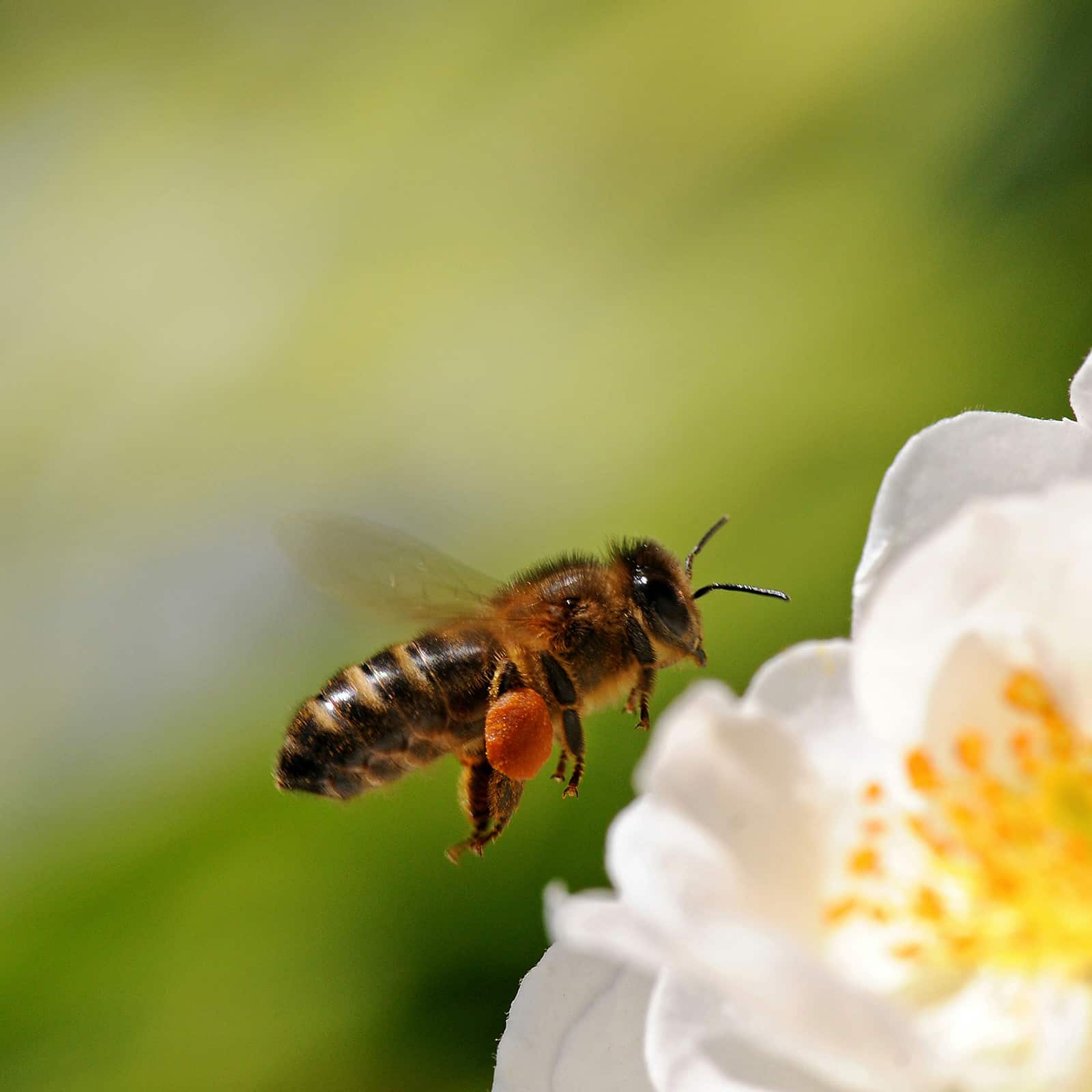 Supporting Pollinators at Berkeley Castle
