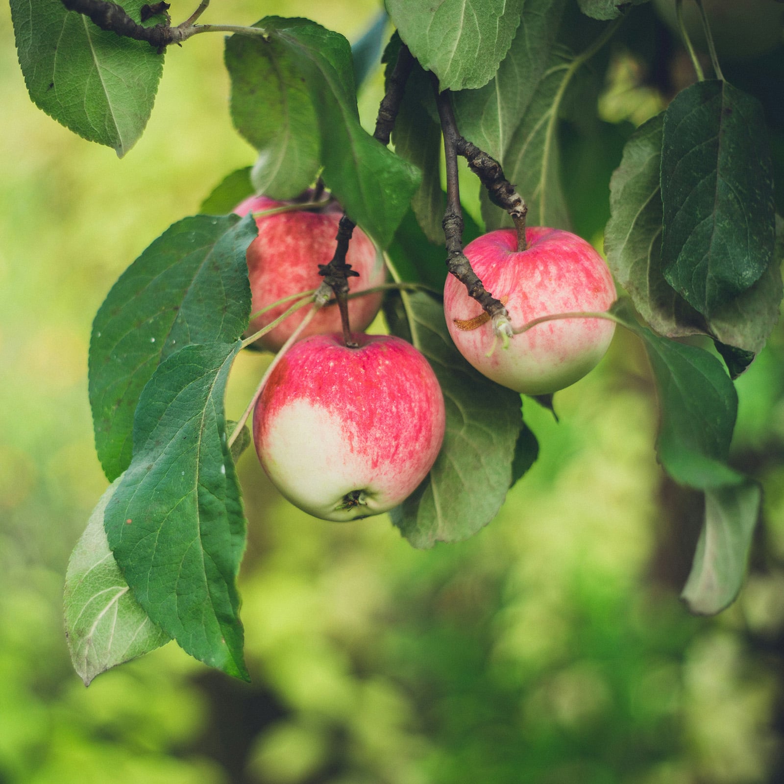 Tenant Farming at Berkeley Castle