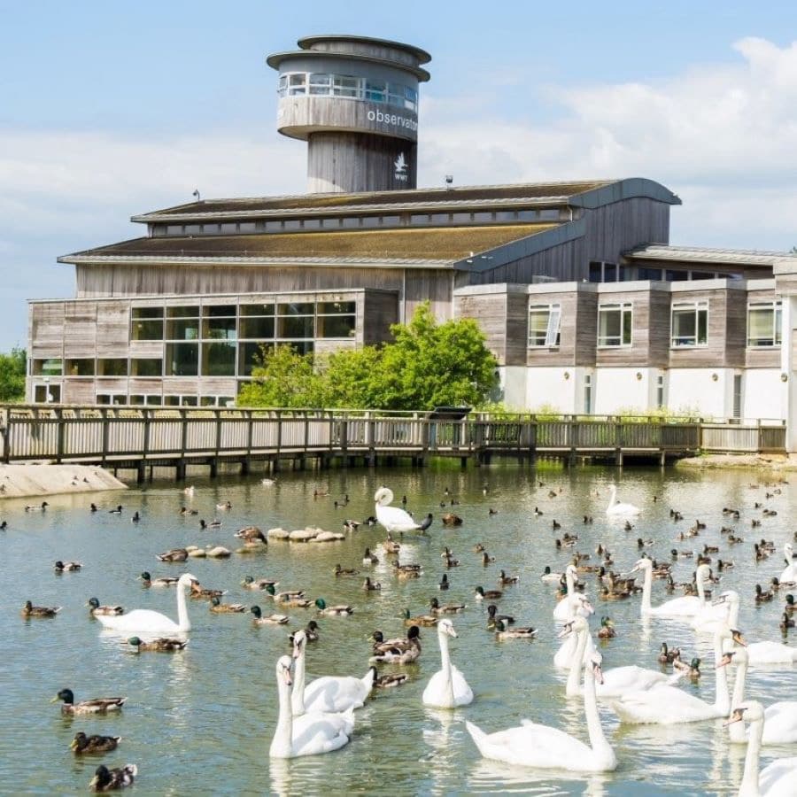 WWT Slimbridge
